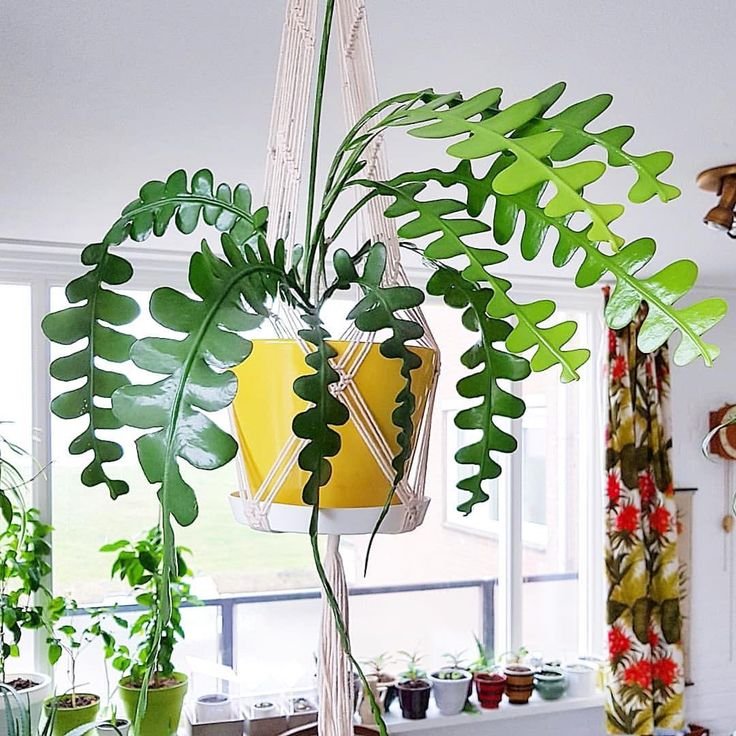 como-decorar-con-plantas-de-interior
