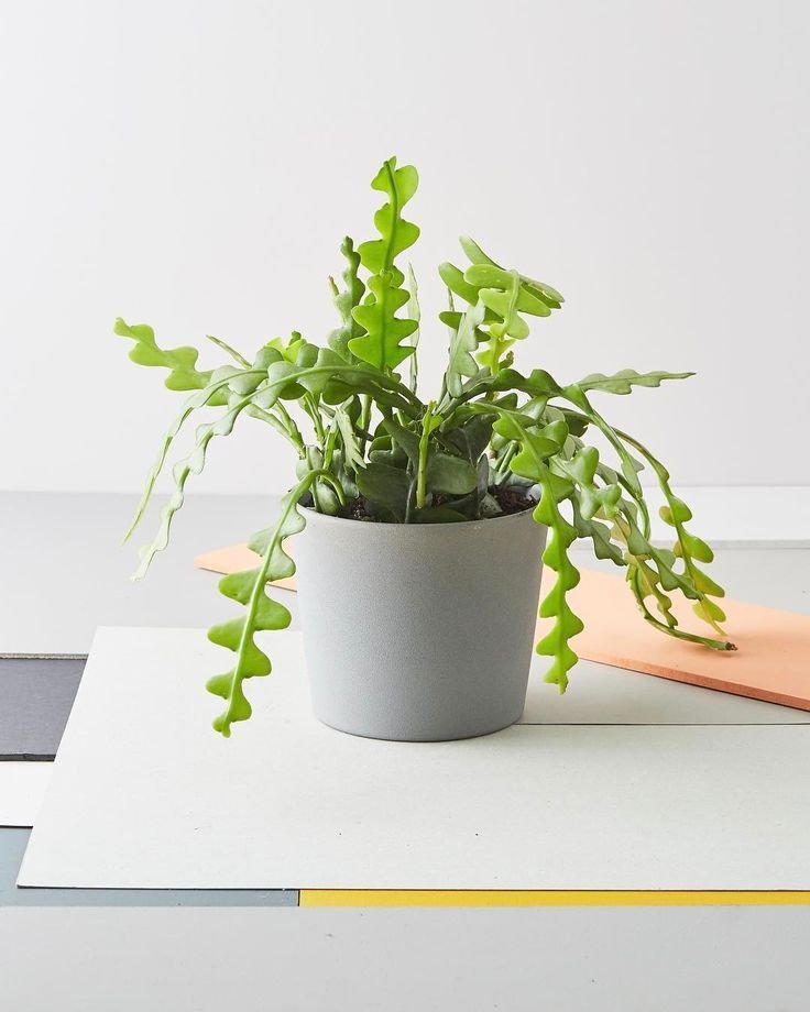 Cactus-zigzag-Cactus-Ric-Rac-Espina-de-pez-para-decorar