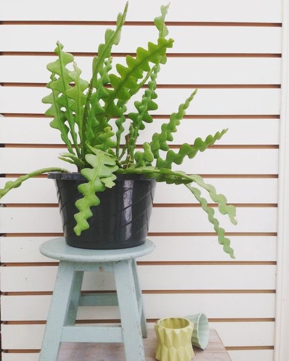 Cactus-zigzag-Cactus-Ric-Rac-Espina-de-pez-para-decorar