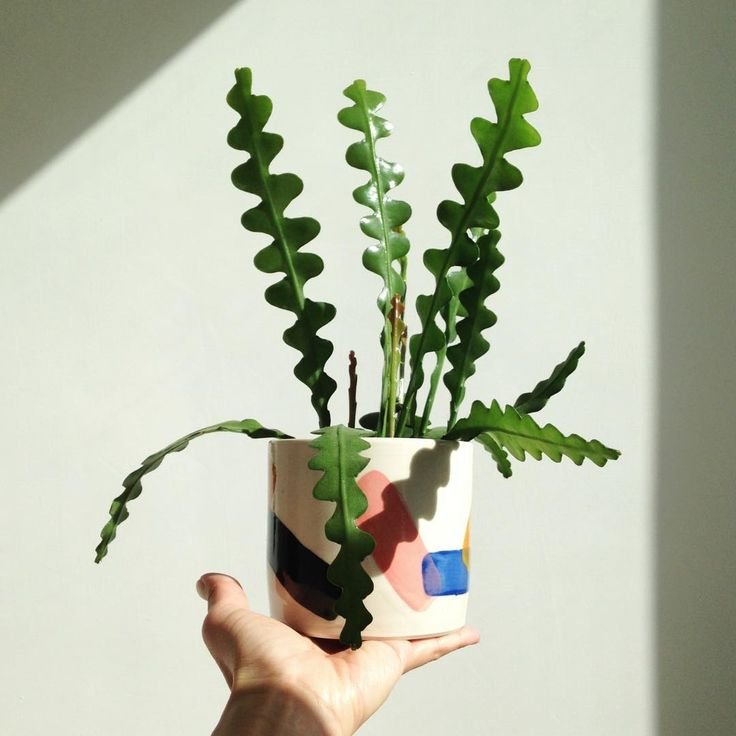 como-decorar-con-plantas-de-interior