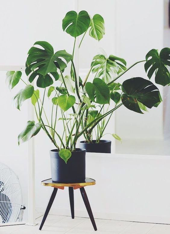 monstera-deliciosa-costilla-de-adan-planta-para-decorar