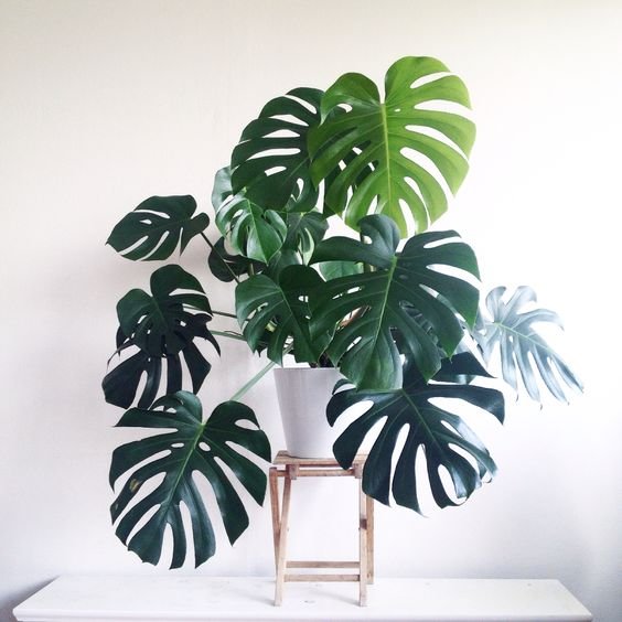 monstera-deliciosa-costilla-de-adan-planta-para-decorar
