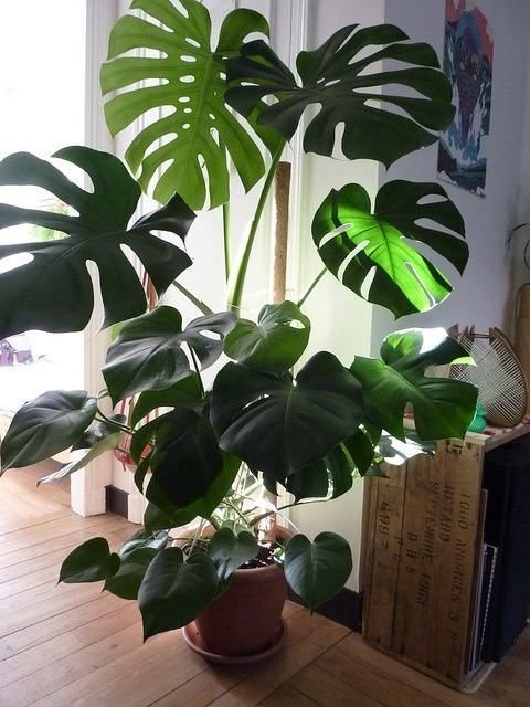 monstera-deliciosa-costilla-de-adan-planta-para-decorar