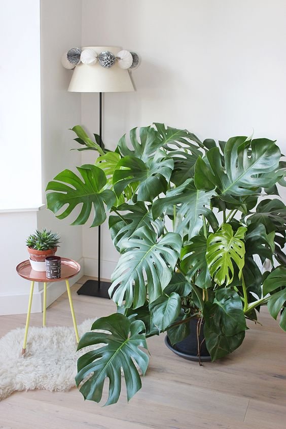monstera-deliciosa-costilla-de-adan-planta-para-decorar