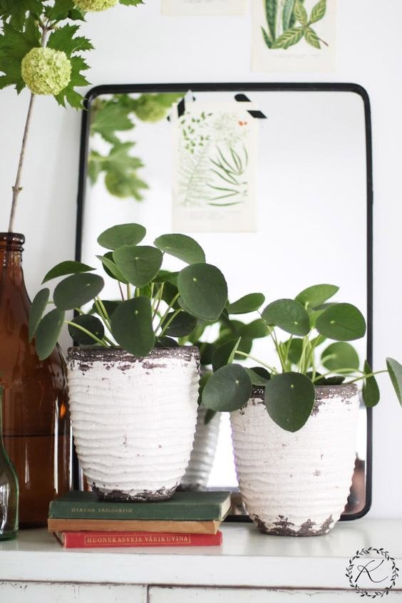 Pilea-Peperomioides-Planta-China-del-Dinero-para-decorar