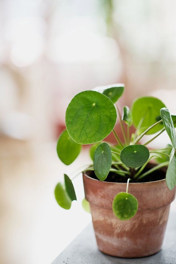 Pilea-Peperomioides-Planta-China-del-Dinero-para-decorar