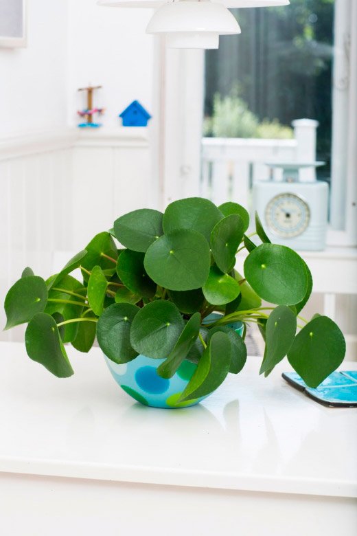 Pilea-Peperomioides-Planta-China-del-Dinero-para-decorar