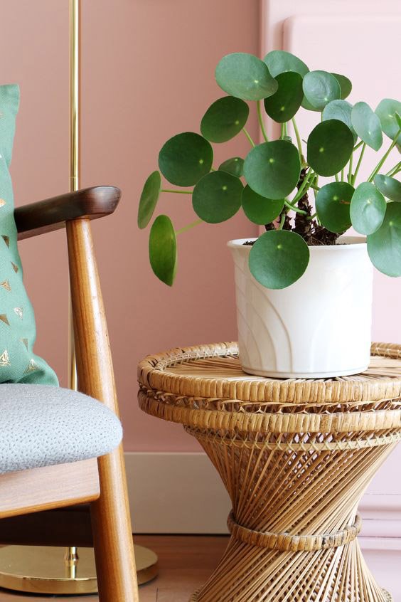 Pilea-Peperomioides-Planta-China-del-Dinero-para-decorar
