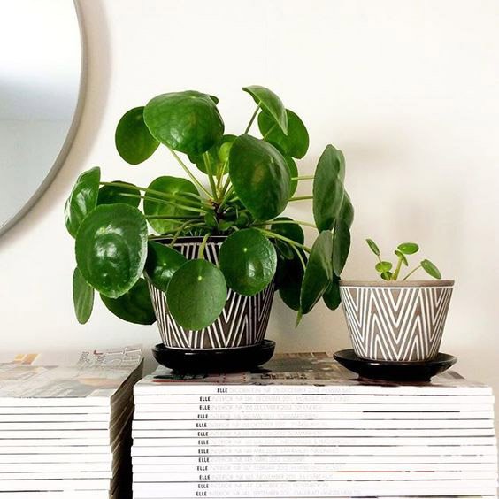 como-decorar-con-plantas-de-interior
