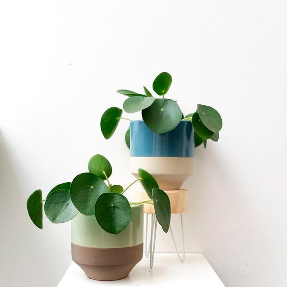 Pilea-Peperomioides-Planta-China-del-Dinero-para-decorar