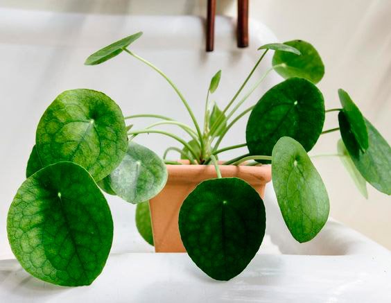 Pilea-Peperomioides-Planta-China-del-Dinero-para-decorar