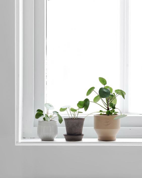 como-decorar-con-plantas-de-interior