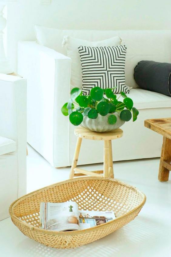 Pilea-Peperomioides-Planta-China-del-Dinero-para-decorar