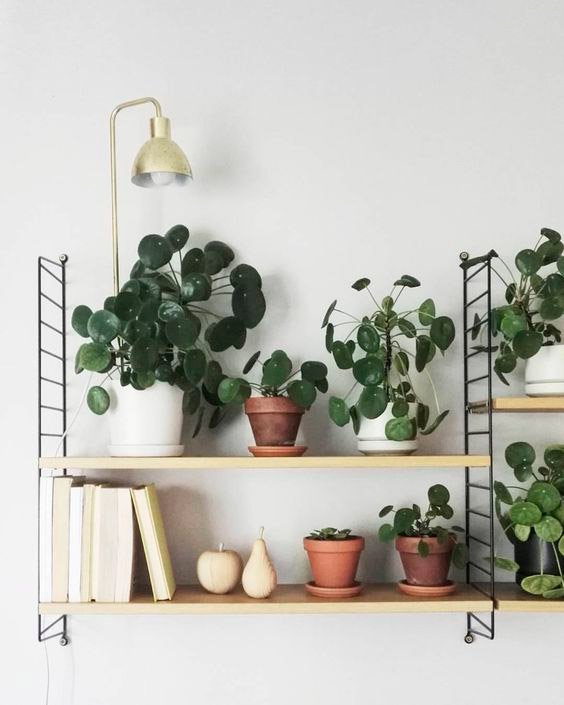 como-decorar-con-plantas-de-interior
