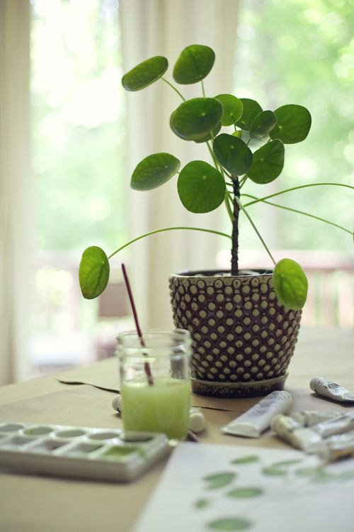 Pilea-Peperomioides-Planta-China-del-Dinero-para-decorar