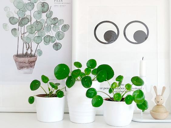 Pilea-Peperomioides-Planta-China-del-Dinero-para-decorar