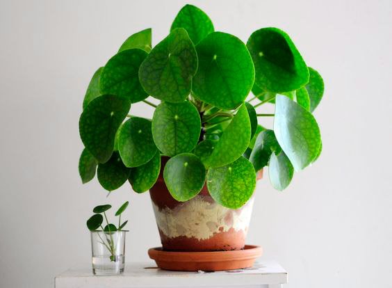Pilea-Peperomioides-Planta-China-del-Dinero-para-decorar