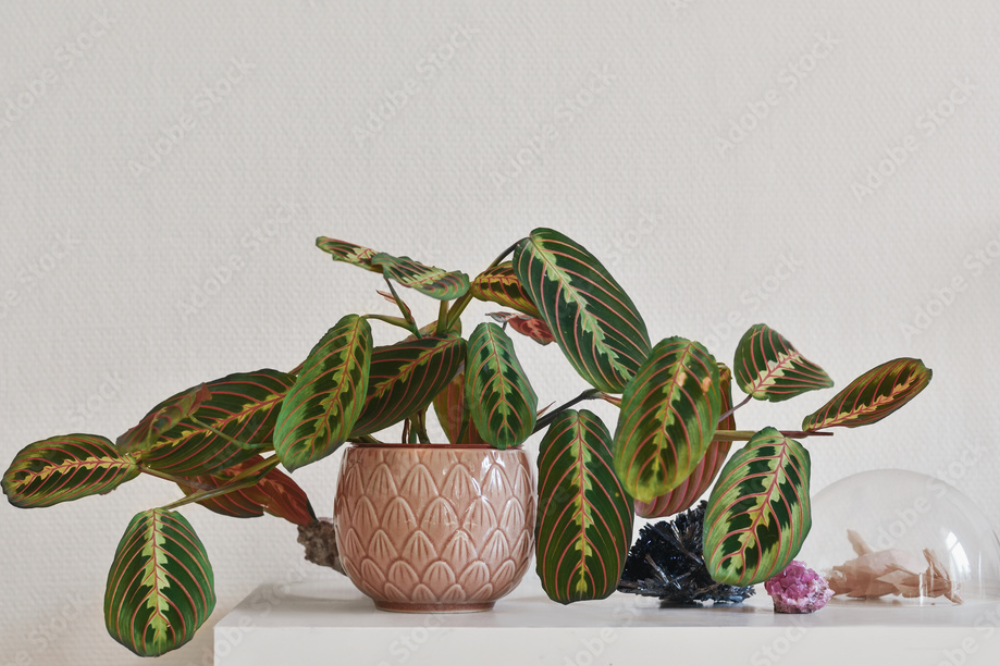 como-decorar-con-plantas-de-interior