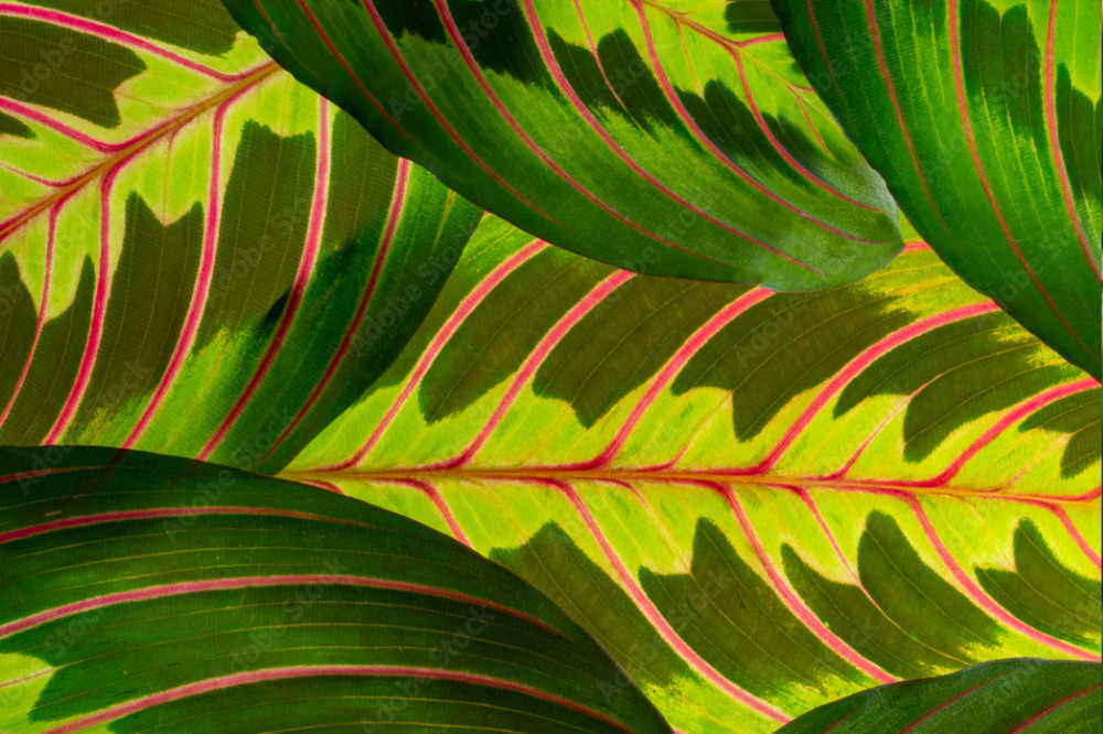 Maranta-Leuconeura-para-decorar